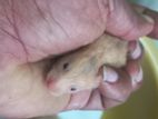 Hamster