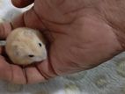 Hamster