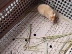Hamster