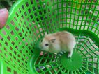 Hamster