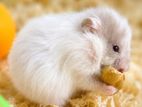 HAMSTER