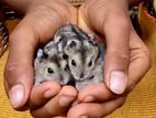 Hamster