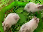 Hamster