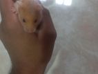 Hamster