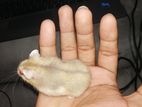 Hamster