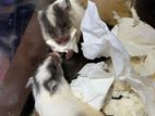 Hamster