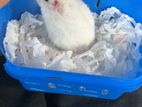 Hamster
