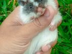 Hamster