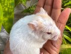Hamster