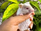 Hamster