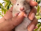 Hamster