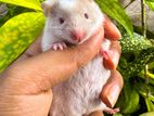 Hamster