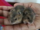 Hamster හැමිස්ටර්