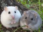 Hamster/ හැම්ස්ටර්