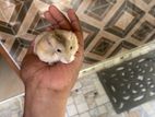 Hamster