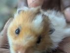 Hamster Long Hair