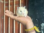 Hamster Male