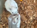 Hamster Pair