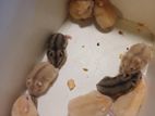 Hamster sale