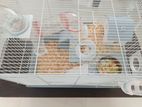 Hamster with Big Cage
