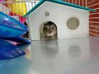 Hamster with Cage