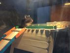 Hamster with Glass Tank