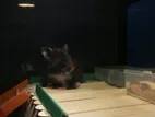 Hamster with Glass Tank