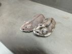Hamsters