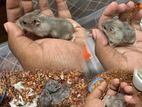 Hamsters