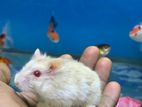 Hamsters