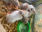 Hamsters