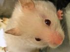 Hamsters