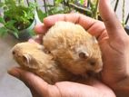 Hamsters