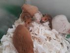 Hamsters