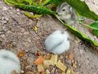 Hamsters