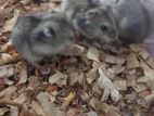 Hamsters