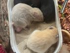Hamsters