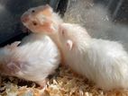 Hamsters