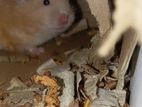 Hamsters
