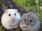 Hamsters/ හැම්ස්ටර්