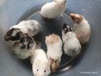 Hamsters හම්ස්ටෙර් සතුන්