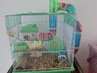 Hamsters with cage