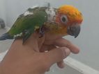 Hand Feeding Sun Conure Chicks