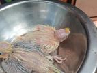 Hand Feeding Chicks