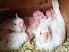 Hand Feeding Cocktail Chicks