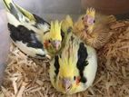 Hand Feeding Cocktail Chicks