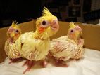Cockatiel Chicks