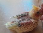 Cockatiel Chicks