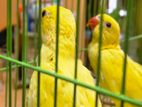 Hand Feeding Yellow Ring Neck Chicks