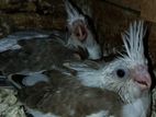Hand Freeding Cocktail Chicks